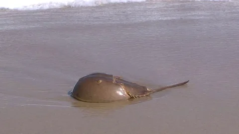 Horseshoe crab Vídeos de archivo 78097288