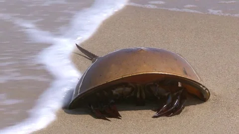 Horseshoe crab Vídeos de archivo 78097452