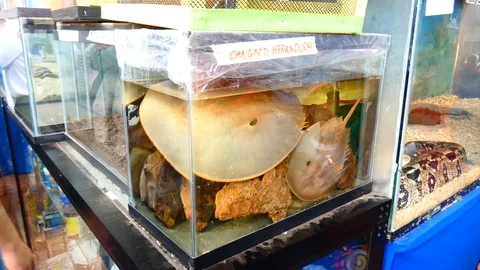 Horseshoe crab Stock-Footage 118617216