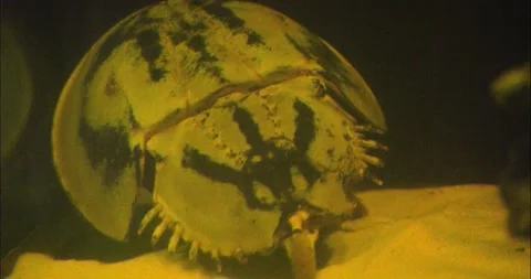 Horseshoe crab Stock Footage 234221226