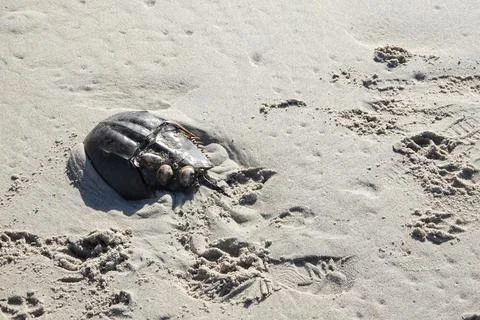 Horseshoe crab shell with attached barnacles on a wet sandy beach Stock Photos