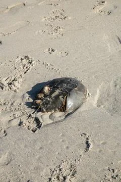 Horseshoe crab shell with attached barnacles on a wet sandy beach Stock Photos