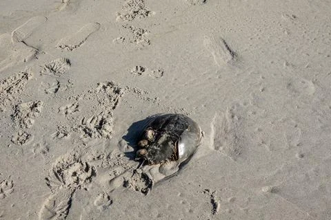 Horseshoe crab shell with attached barnacles on a wet sandy beach Stock Photos