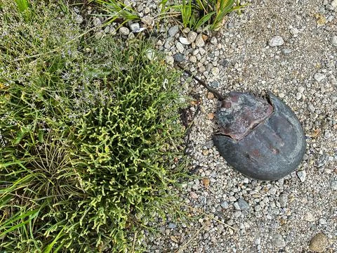 Horseshoe crab shell resting on beach path Фото