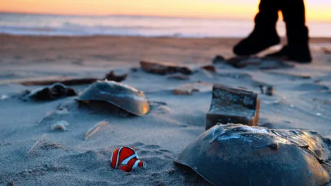 Horseshoe crab shells lie on the sandy beach. Toy fish is nearby. Unrecognized Stock Footage 328026234