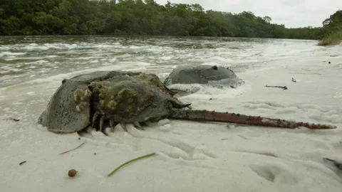 Horseshoe Crabs on a Florida Beach Stock Footage 255237682