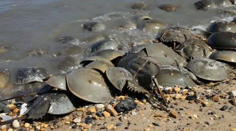 Horseshoe Crabs 스톡 동영상 64800114