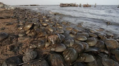Horseshoe Crabs 스톡 동영상 64800138
