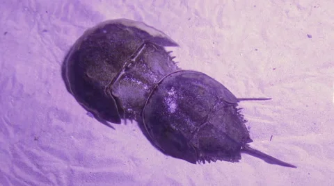 Horseshoe crabs, limulus polyphemus 库存影片 62302456