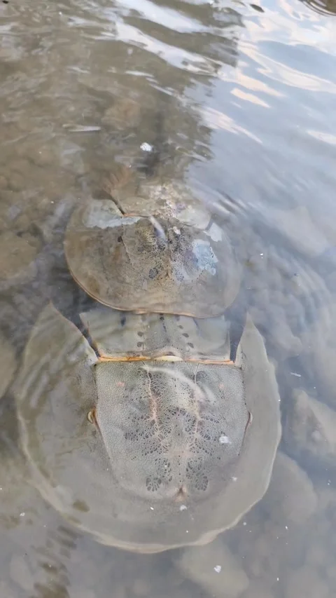 Horseshoe Crabs Mating Stock Footage 340851661