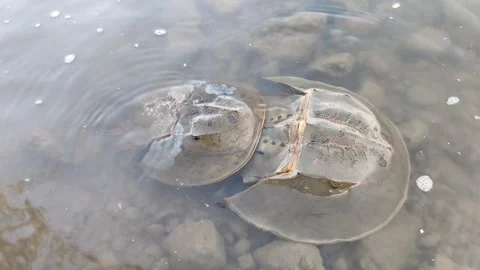 Horseshoe Crabs Mating Stock Footage 340851795