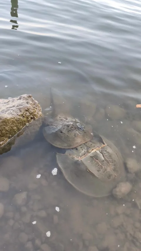 Horseshoe Crabs Mating Stock Footage 340851832