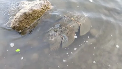 Horseshoe Crabs Mating Stock Footage 340851840