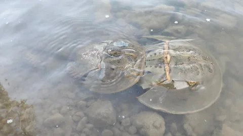 Horseshoe Crabs Mating Stock Footage 340851841