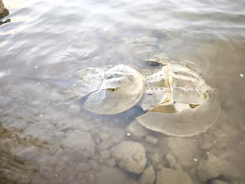 Horseshoe Crabs Mating Stock Photos