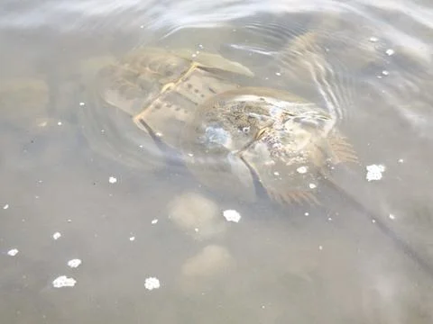 Horseshoe Crabs Mating Stock Photos