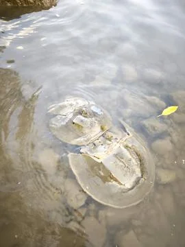 Horseshoe Crabs Mating Stock Photos