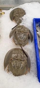 Horseshoe crabs. Stock Photos