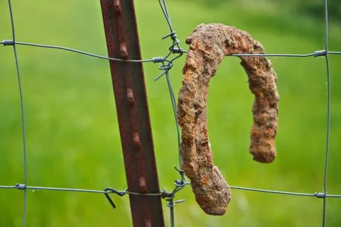 Horseshoe Stock Photos