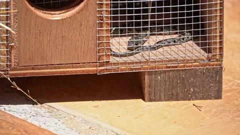 Horseshoe whip snake - Coluber hippocrepsis, caught in a trap on Ibiza. Stock Footage 222107838