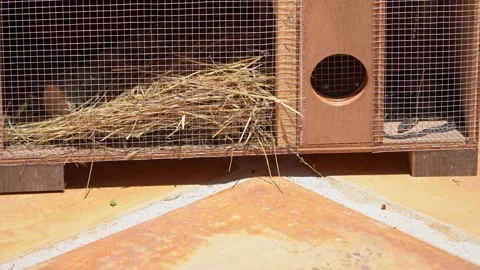 Horseshoe whip snake (Coluber hippocrepsis,) caught in a trap on Ibiza Island. Stock Footage 222111047