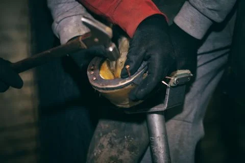 Horseshoeing Stock Photos