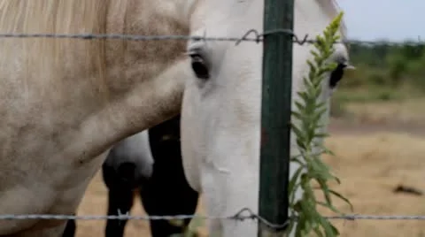 Horses.mp4 스톡 동영상 8850086