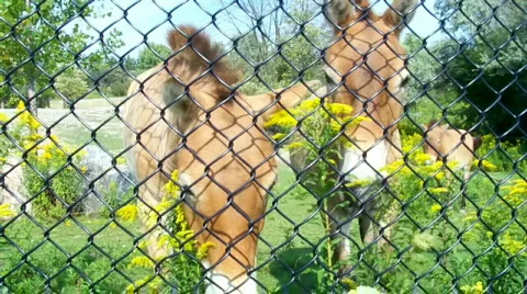 Horsess Stock Footage 509239