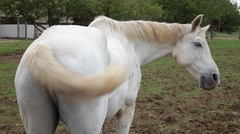 Horsetail back view Stock Footage 40683331