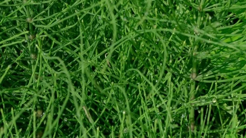 Horsetail Video stock 312350183