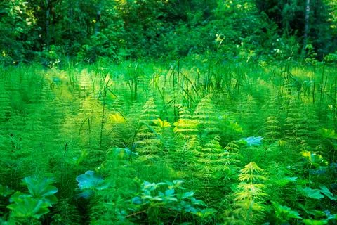 Horsetail forest Stock Photos