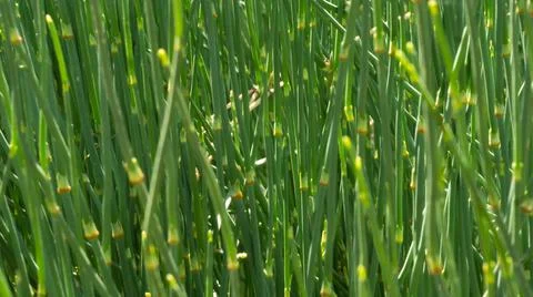 Horsetail Grass Stock Photos