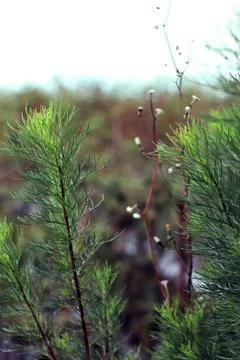 Horsetail or equisetaceae in savana with blur background Stock Photos