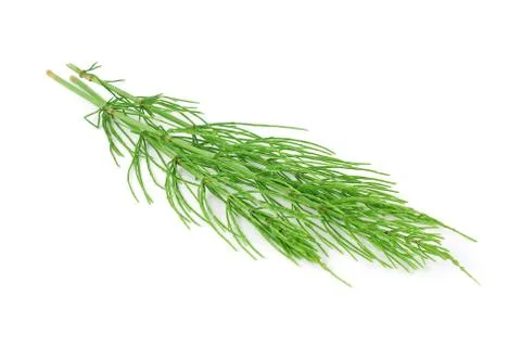 Horsetail Stock Photos