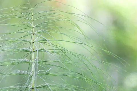 Horsetail Stock Photos