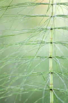 Horsetail Stock Photos