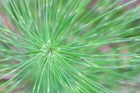 Horsetail Stock Photos