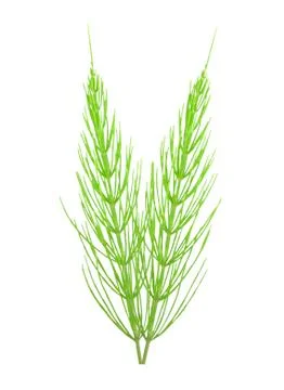 Horsetail Stock Photos
