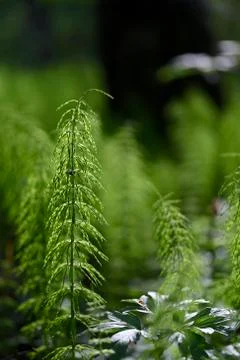 Horsetail Stock Photos