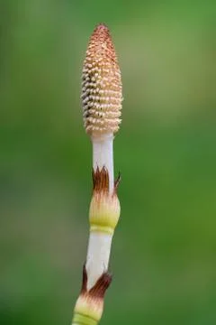 Horsetail Stock Photos