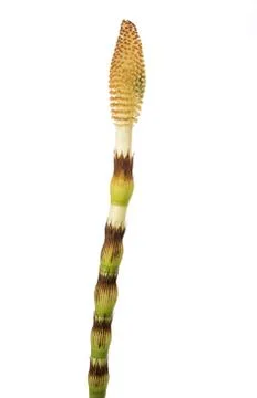 Horsetail Stock Photos