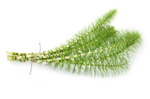 Horsetail Stock Photos