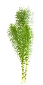Horsetail Stock Photos