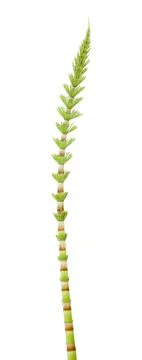 Horsetail Stock Photos
