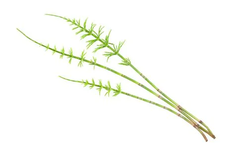 Horsetail Stock Photos