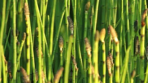 Horsetails Stock Footage 10578992