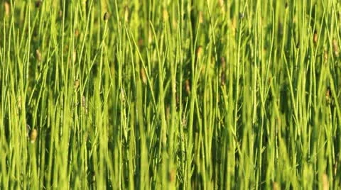 Horsetails in the wind Stock Footage 10574024