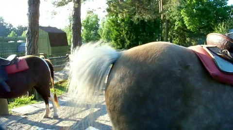 Horsetale Stock Footage 510490