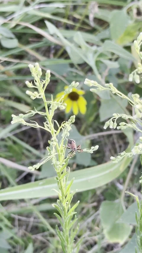 Horseweed Stem with Leaf Footed Bug Nymph and Yellow Flower Stock Footage 345922974