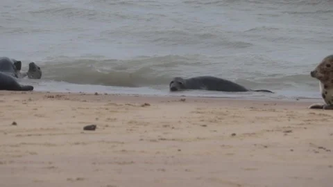 Horsey gap beach Norwich grey seals colony 库存影片 140330341